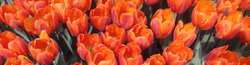 Banner Orange Tulips.jpg Banner Orange Tulips.jpg